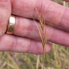 Anthosachne scabra at Gundaroo, NSW - 13 Jan 2023