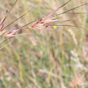 Themeda triandra at Gundaroo, NSW - 13 Jan 2023