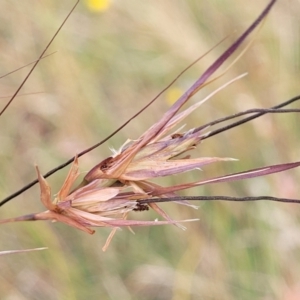 Themeda triandra at Gundaroo, NSW - 13 Jan 2023