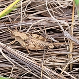 Phaulacridium vittatum at Gundaroo, NSW - 13 Jan 2023