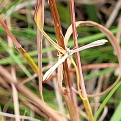 Stenoptilia zophodactylus (Dowdy Plume Moth) at Mcleods Creek Res (Gundaroo) - 12 Jan 2023 by trevorpreston