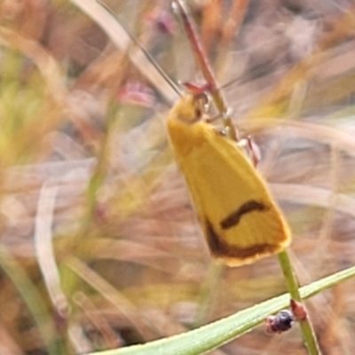 Plectobela undescribed species (A concealer moth) at Gundaroo, NSW - 12 Jan 2023 by trevorpreston