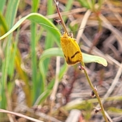 Plectobela undescribed species at Gundaroo, NSW - 13 Jan 2023