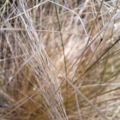 Nassella trichotoma (Serrated Tussock) at Hackett, ACT - 12 Jan 2023 by abread111