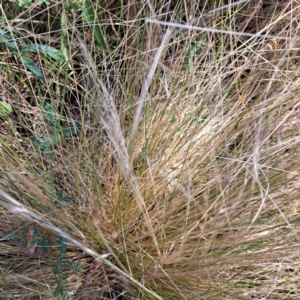 Nassella trichotoma at Hackett, ACT - 13 Jan 2023