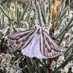 Amelora (genus) (Nacophorini (Ennominae)) at Jagungal Wilderness, NSW - 10 Jan 2023 by Pirom