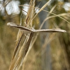 Stenoptilia zophodactylus (Dowdy Plume Moth) at Mount Ainslie - 31 Dec 2022 by Pirom