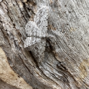 Psilosticha absorpta at Ainslie, ACT - 21 Dec 2022 04:38 PM