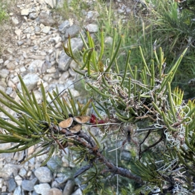 Hakea microcarpa (Small-fruit Hakea) at Jagungal Wilderness, NSW - 9 Jan 2023 by Pirom