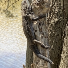 Pogona barbata at Stromlo, ACT - suppressed