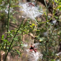 Clematis leptophylla (Small-leaf Clematis, Old Man's Beard) at Mount Majura - 12 Jan 2023 by abread111