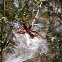 Clematis leptophylla at Hackett, ACT - 13 Jan 2023