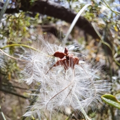 Clematis leptophylla at Hackett, ACT - 13 Jan 2023