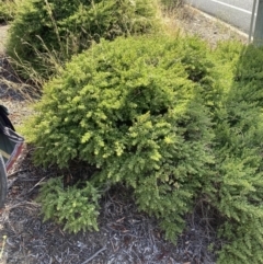 Baccharis pilularis at Red Hill, ACT - 13 Jan 2023 03:58 PM