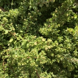 Baccharis pilularis at Red Hill, ACT - 13 Jan 2023