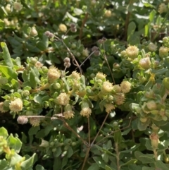 Baccharis pilularis at Red Hill, ACT - 13 Jan 2023 03:58 PM