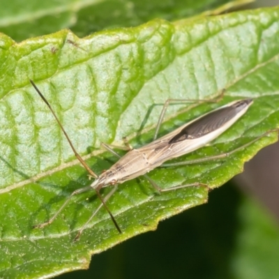 Mutusca brevicornis (A broad-headed bug) at Acton, ACT - 12 Jan 2023 by Roger