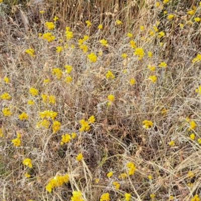 Chrysocephalum apiculatum (Common Everlasting) at Mcleods Creek Res (Gundaroo) - 12 Jan 2023 by trevorpreston