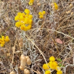 Chrysocephalum apiculatum at Gundaroo, NSW - 13 Jan 2023 09:05 AM