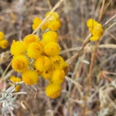 Chrysocephalum apiculatum at Gundaroo, NSW - 13 Jan 2023 09:05 AM