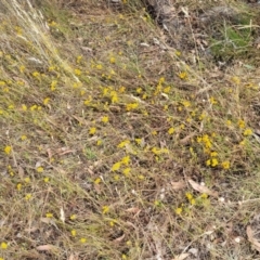 Chrysocephalum apiculatum (Common Everlasting) at Mcleods Creek Res (Gundaroo) - 12 Jan 2023 by trevorpreston