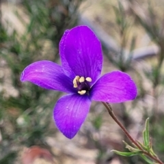 Cheiranthera linearis (Finger Flower) at Gundaroo, NSW - 12 Jan 2023 by trevorpreston