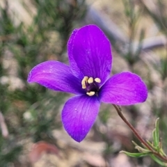 Cheiranthera linearis at Gundaroo, NSW - 13 Jan 2023