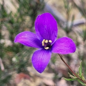 Cheiranthera linearis at Gundaroo, NSW - 13 Jan 2023