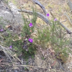 Cheiranthera linearis at Gundaroo, NSW - 13 Jan 2023