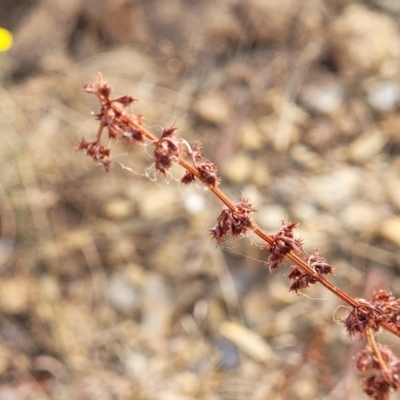 Rumex brownii (Slender Dock) at Mcleods Creek Res (Gundaroo) - 12 Jan 2023 by trevorpreston