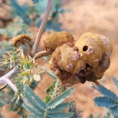 Uromycladium sp. (A gall forming rust fungus) at Gundaroo, NSW - 13 Jan 2023 by trevorpreston