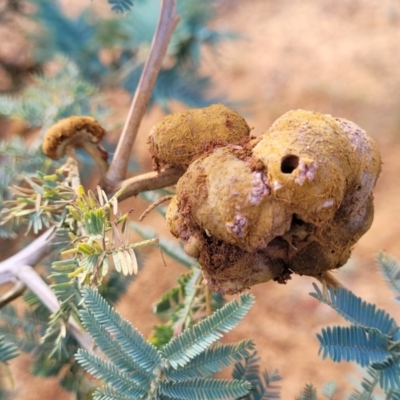 Uromycladium sp. (A gall forming rust fungus) at Gundaroo, NSW - 13 Jan 2023 by trevorpreston