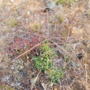 Chloris truncata at Gundaroo, NSW - 13 Jan 2023 08:59 AM