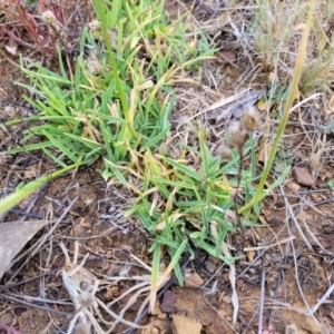 Chloris truncata at Gundaroo, NSW - 13 Jan 2023 08:59 AM