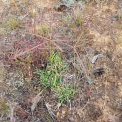 Chloris truncata at Gundaroo, NSW - 13 Jan 2023 08:59 AM