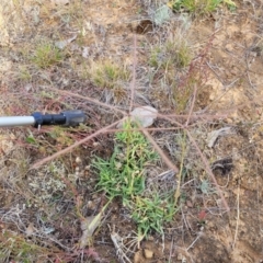 Chloris truncata at Gundaroo, NSW - 13 Jan 2023