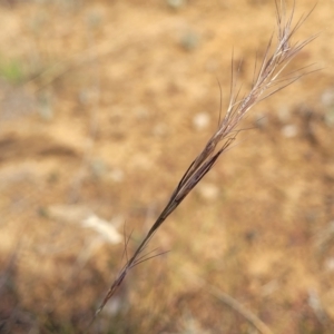 Aristida ramosa at Gundaroo, NSW - 13 Jan 2023 08:58 AM