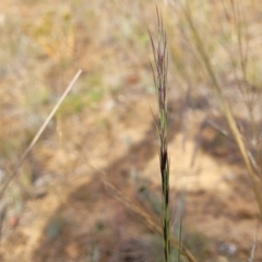 Aristida ramosa at Gundaroo, NSW - 13 Jan 2023 08:58 AM