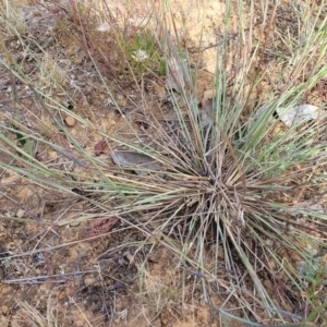 Aristida ramosa at Gundaroo, NSW - 13 Jan 2023 08:58 AM