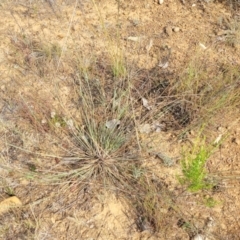 Aristida ramosa at Gundaroo, NSW - 13 Jan 2023 08:58 AM