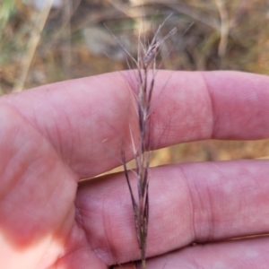 Aristida ramosa at Gundaroo, NSW - 13 Jan 2023 08:58 AM