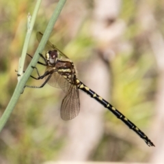 Synthemis eustalacta (Swamp Tigertail) at Bullen Range - 8 Jan 2023 by SWishart