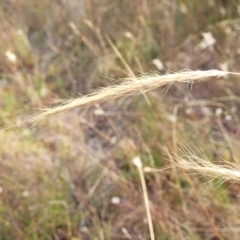 Dichelachne crinita (Long-hair Plume Grass) at Gundaroo, NSW - 13 Jan 2023 by trevorpreston