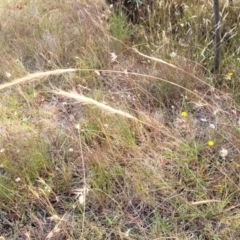 Dichelachne crinita at Gundaroo, NSW - 13 Jan 2023 08:56 AM