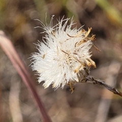 Leptorhynchos squamatus (Scaly Buttons) at Gundaroo, NSW - 12 Jan 2023 by trevorpreston