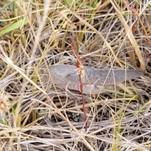 Goniaea australasiae at Gundaroo, NSW - 13 Jan 2023