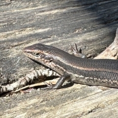 Pseudemoia entrecasteauxii (Woodland Tussock-skink) at Jagungal Wilderness, NSW - 9 Jan 2023 by Pirom