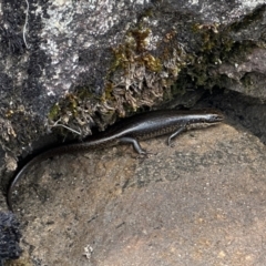 Eulamprus tympanum (Southern Water Skink) at Kosciuszko National Park - 10 Jan 2023 by Pirom