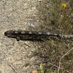 Tiliqua nigrolutea (Blotched Blue-tongue) at Kosciuszko National Park - 11 Jan 2023 by Pirom