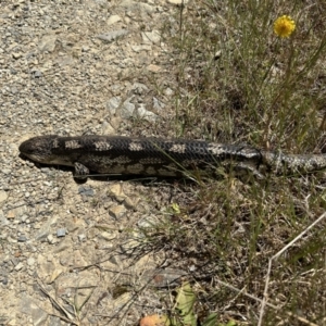 Tiliqua nigrolutea at Jagumba, NSW - 11 Jan 2023 12:16 PM